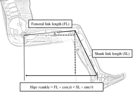 Figure From Development Of Statistical Geometric Models For A