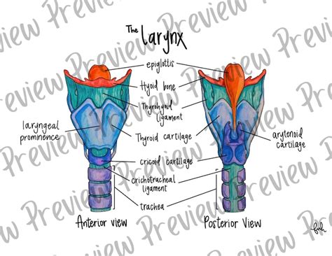 Larynx Diagram Digital Download Anterior And Posterior Views Etsy