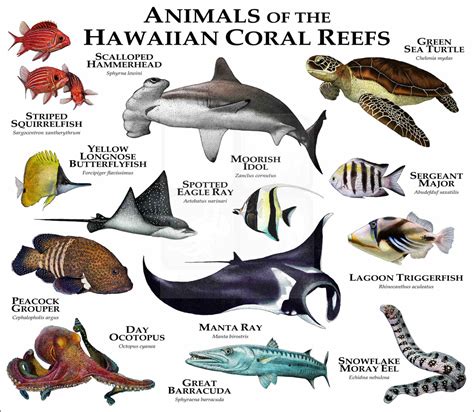 Animals of the Hawaiian Coral Reef Poster Print - inkart