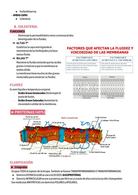 SOLUTION Unidad 2 Membrana Plasm Tica Studypool