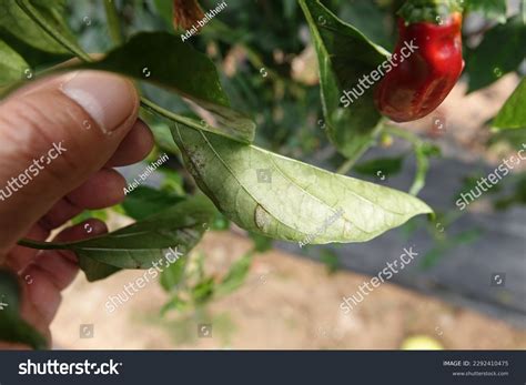 Pepper Powdery Mildew Disease Symptoms Images Stock Photos