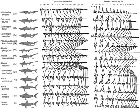 Jaw Mechanics In Macrophagous Lamniform Sharks And Their Evolutionary