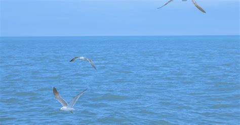 Do Seagulls Flock To Hawaii Unveiling The Truth About Feathered