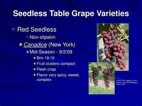 PPT - Seedless Table Grapes 2009 Update PowerPoint Presentation - ID:340558