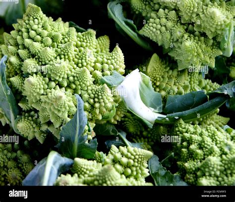 Brassica Oleracea Var Botrytis Romanesco Broccoli Romanesco Cauliflower Fractal Vegetable