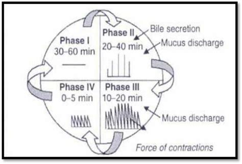 Motility Pattern In Gastrointestinal Tract Download Scientific Diagram