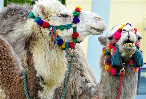 Download free photo of Camels,blue eyed,animals,desert,livestock - from ...