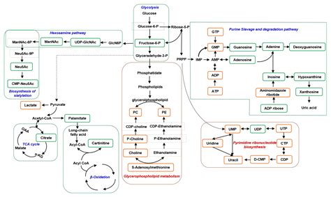 Toxins Free Full Text Comprehensive Metabolomic Analysis Reveals