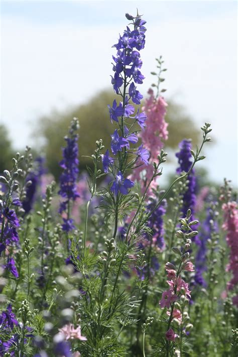 Landscape Ideas: 9 Flowers to Add Color to a Garden - Gardenista ...