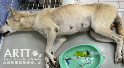 台灣動物緊急救援小組 救援後續 高雄臀部巨瘤浪浪醫療安置