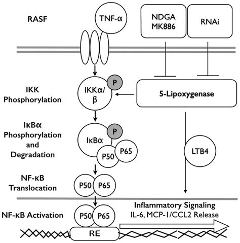 Schematic Diagram Of The Involvement Of 5 LOX In TNF A Induced