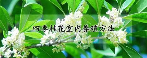 四季桂花室内养殖方法 —【发财农业网】