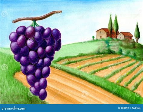 Grape And Vineyard Stock Photography - Image: 688692