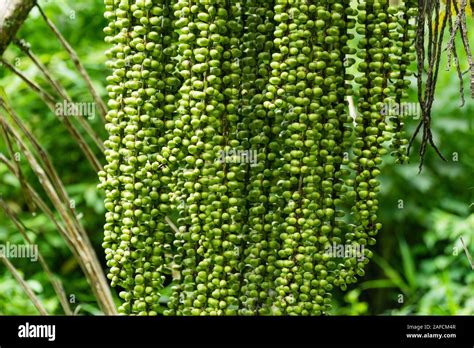 Kaong green sugar hi-res stock photography and images - Alamy