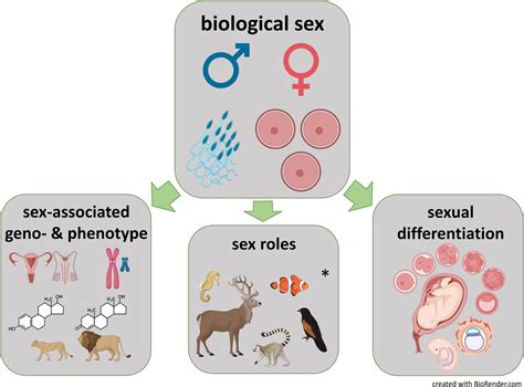 Sexualidad Biologica