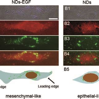 Comparison Of The Morphology Of HeLa Cells Treated With A NDs EGF