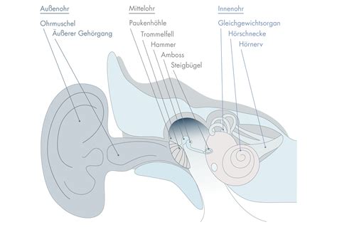 Das Ohr So Funktioniert Das H Ren Einfach Erkl Rt