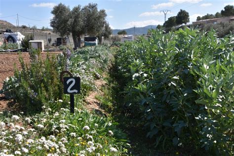 Nou impuls al projecte dels horts urbans ecològics del Pinós MCM Pinoso