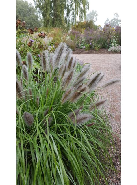 Pennisetum 'Black Beauty' - The Beth Chatto Gardens