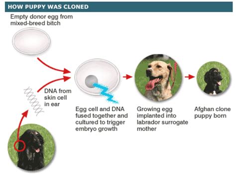 Snuppy - The World's First Cloned Dog - Petmi