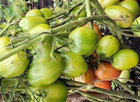 Томат Рая - Садоводство с Еленой