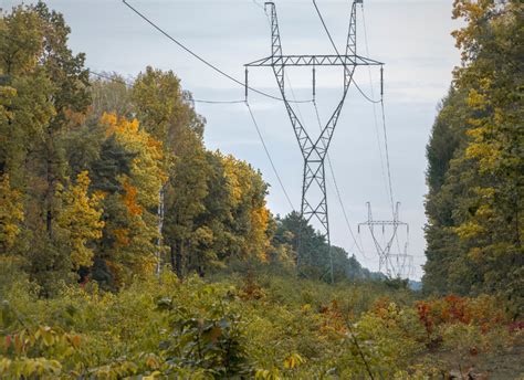 Delgaz Grid va amenaja 1 200 de ha de coridoare verzi până în 2030