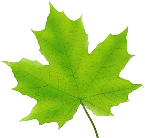 Maple Leaf Green PNG Clip Art Image