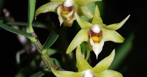 Orquídeas Soltas Dendrobium Officinale