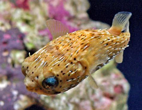 Porcupine puffer for sale | saltwater porcupine pufferfish for sale