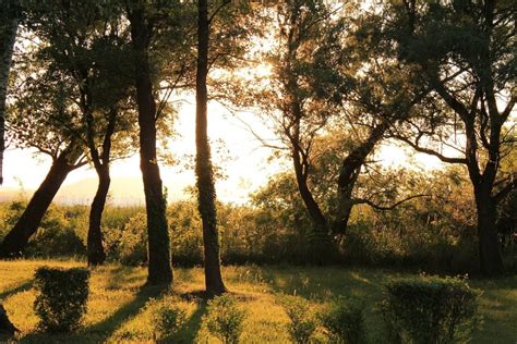 Тень от дерева - фото и картинки: 42 штук