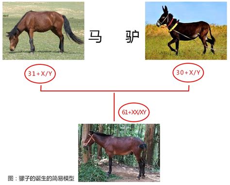 如何区分马、骡子和驴？它们之间存在哪些差异？马和