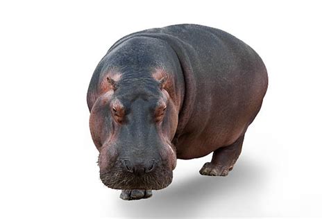 Best Hippopotamus Stock Photos Pictures And Royalty Free Images Istock