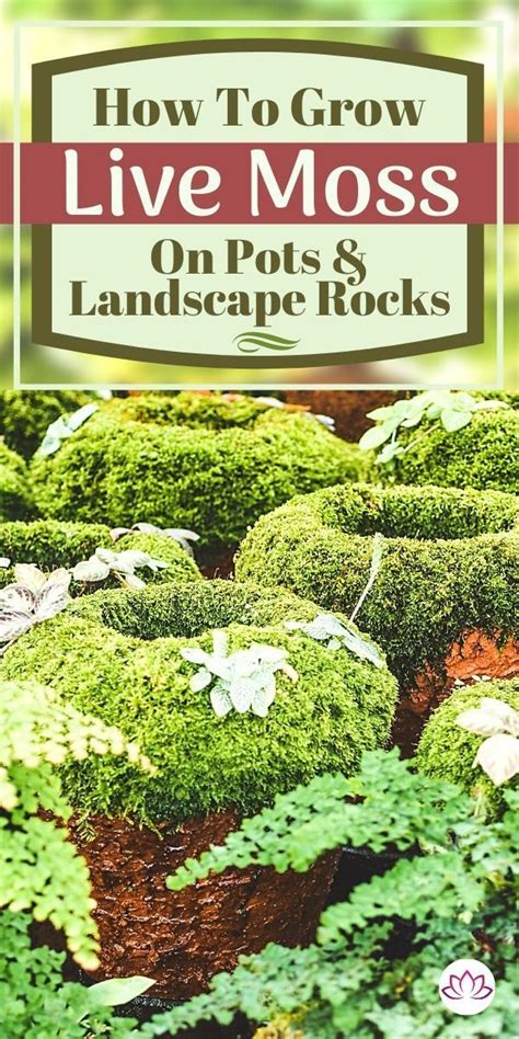 How To Grow Moss On Pots And Rocks Artofit