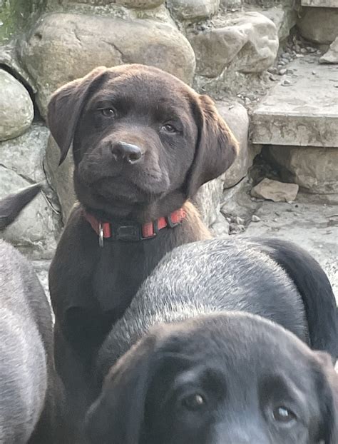 Chocolate Labrador puppies | Humehill