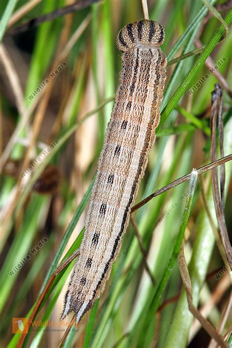 Blau Ugiger Waldportier Raupe Bild Bestellen Naturbilder Bei Wildlife