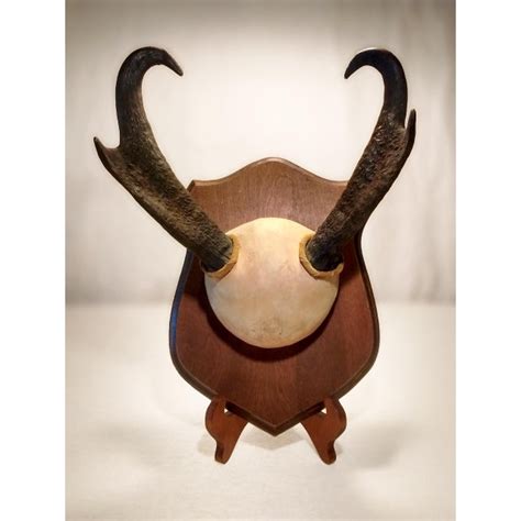 Pronghorn Antelope Horns Taxidermy Wall Décor | Chairish