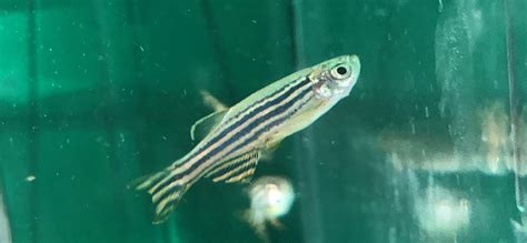 Puzzle-solving zebrafish help scientists answer research questions ... 