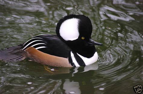 Hooded Merganser Ducklings - Ducks - Wild