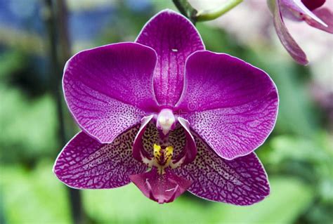 Purple Violet Orchid Flower in Biltmore Estate Conservatory Greenhouse ...