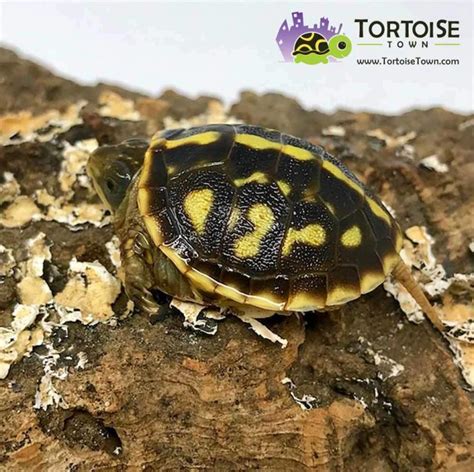 Ornate Box Turtle For Sale Baby Box Turtles For Sale Hatchlings Online