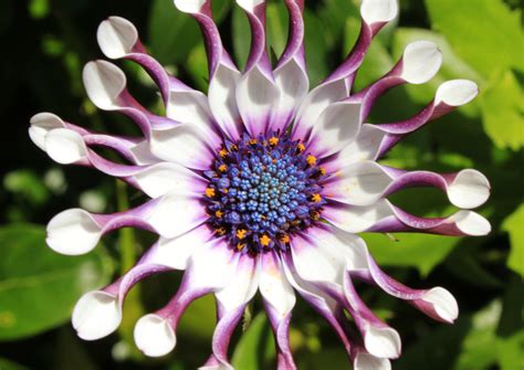 Osteospermum : planter et cultiver – Ooreka