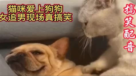 搞笑配音：猫咪爱上狗子，女追男现场真搞笑，看完爆笑连连！ Youtube