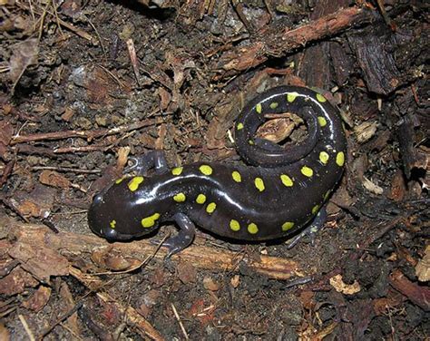 Yellow Spotted Salamander- Facts, Habitat, Diet, Life Cycle, Pictures