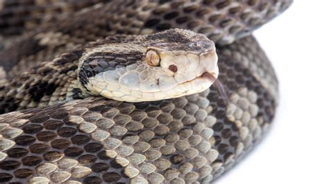 Crian A Picada Por Cobra Jararaca Em Creche No Sert O Da Para Ba