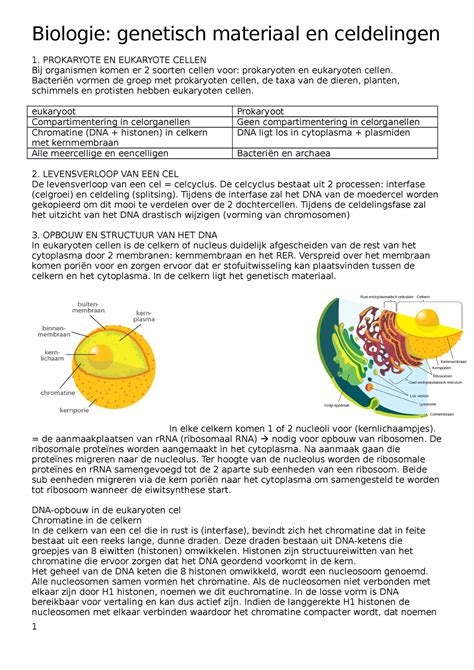 Biologie Genetich Materiaal En Celdeling Prokaryote En Eukaryote