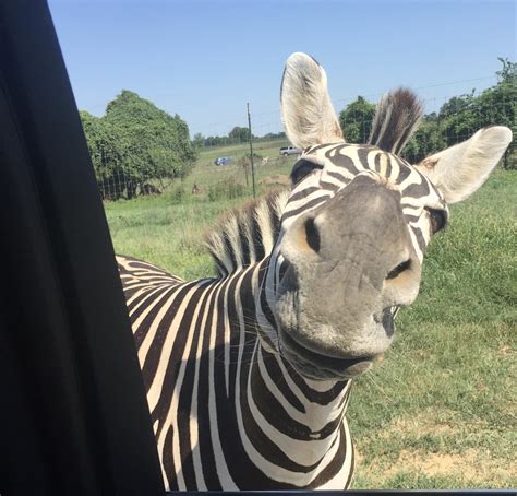 Happy Zebra Raww