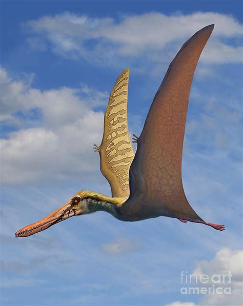 130 best Pterosaurs - the Flying reptiles images on Pinterest ...