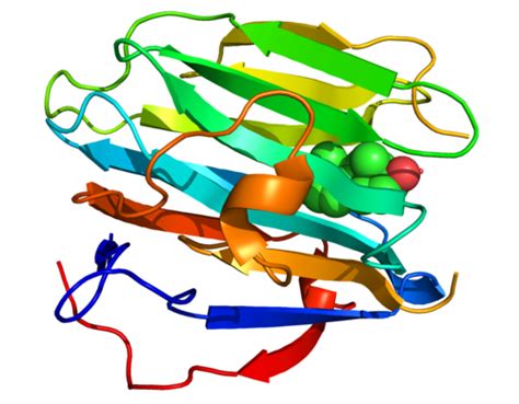 Sex Hormone Binding Globulin Wikipedia