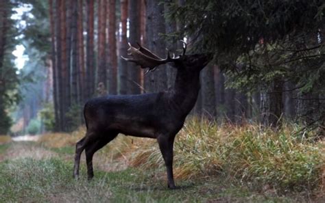 What is a Melanistic Deer? Nature's Anomaly