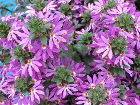 Scaevola Flower Annual Or Perennial | Best Flower Site